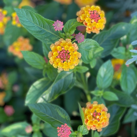 Meet your Posher, A - Picture 1 of 1